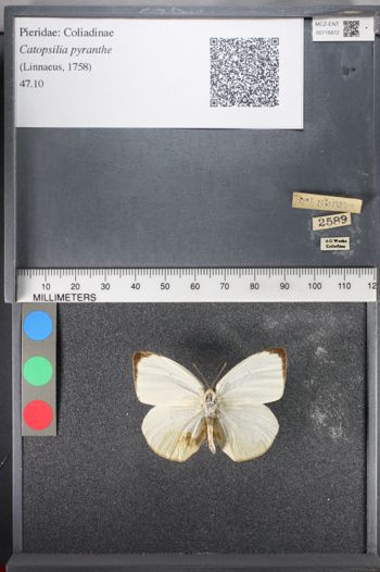 Media type: image;   Entomology 116872